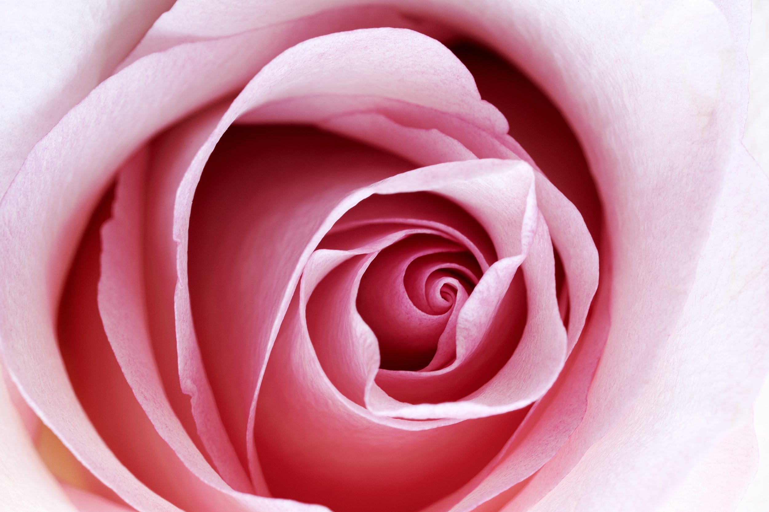 Pastel Rose Wall Mural