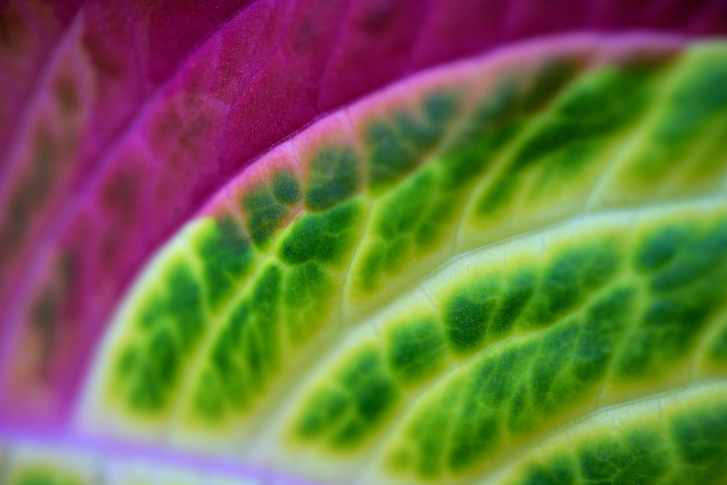 Violet Echo Wall Mural