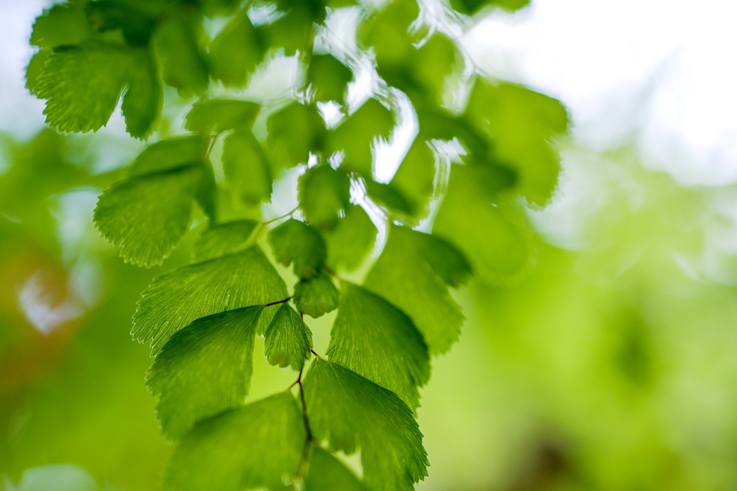 Green Garden Wall Mural