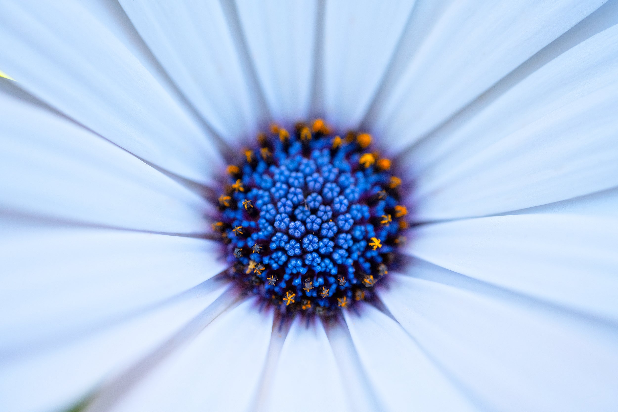 Blue Burst Wall Mural