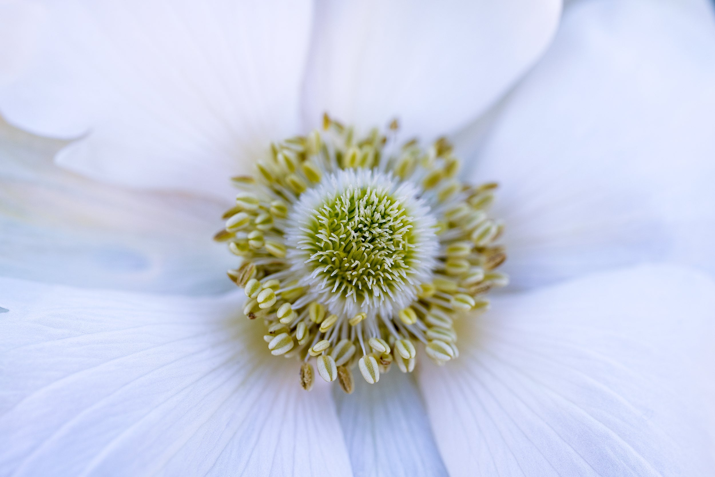 Evening White Wall Mural