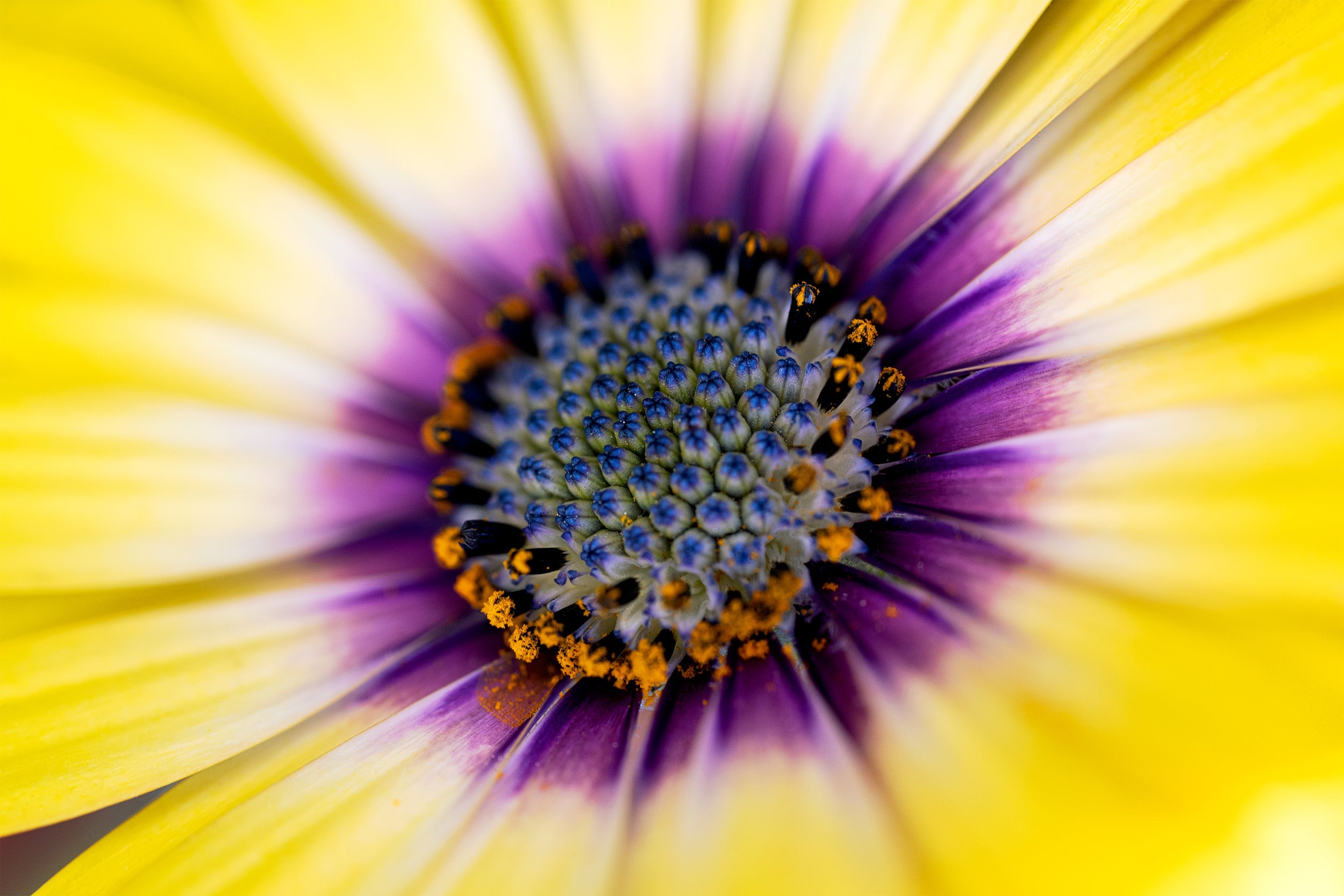 Yellow Expansive Wall Mural