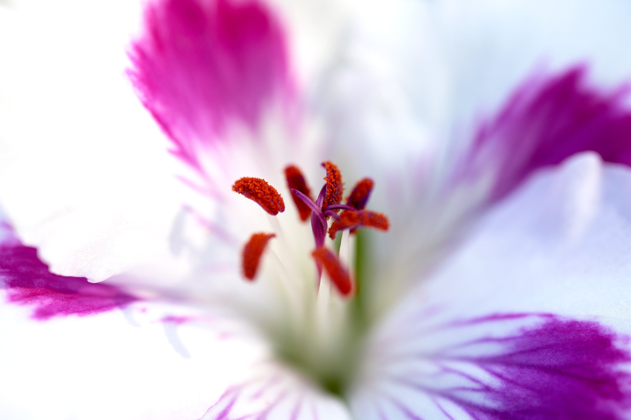 Violet Space Wall Mural