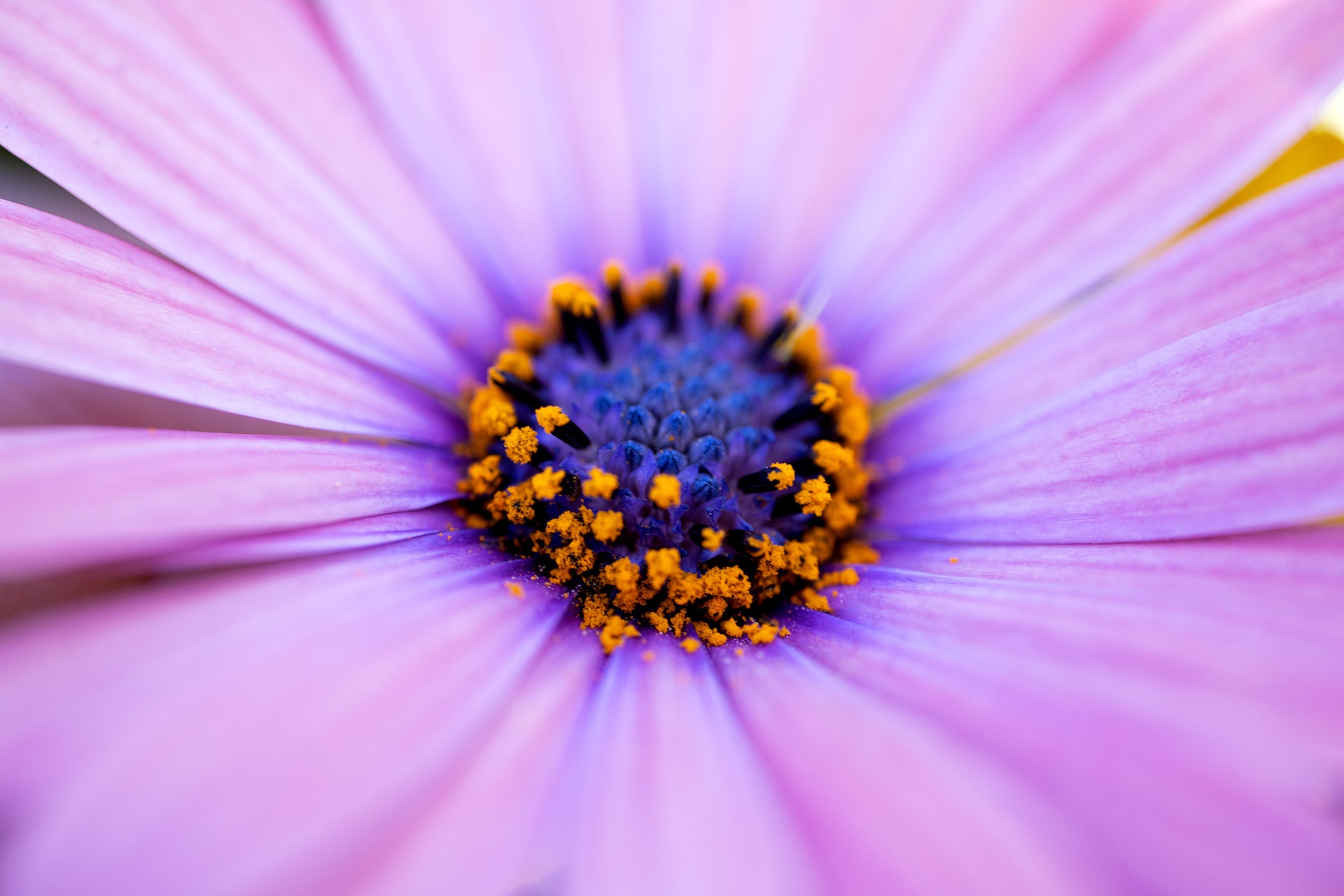 Purple Sunburst Wall Mural