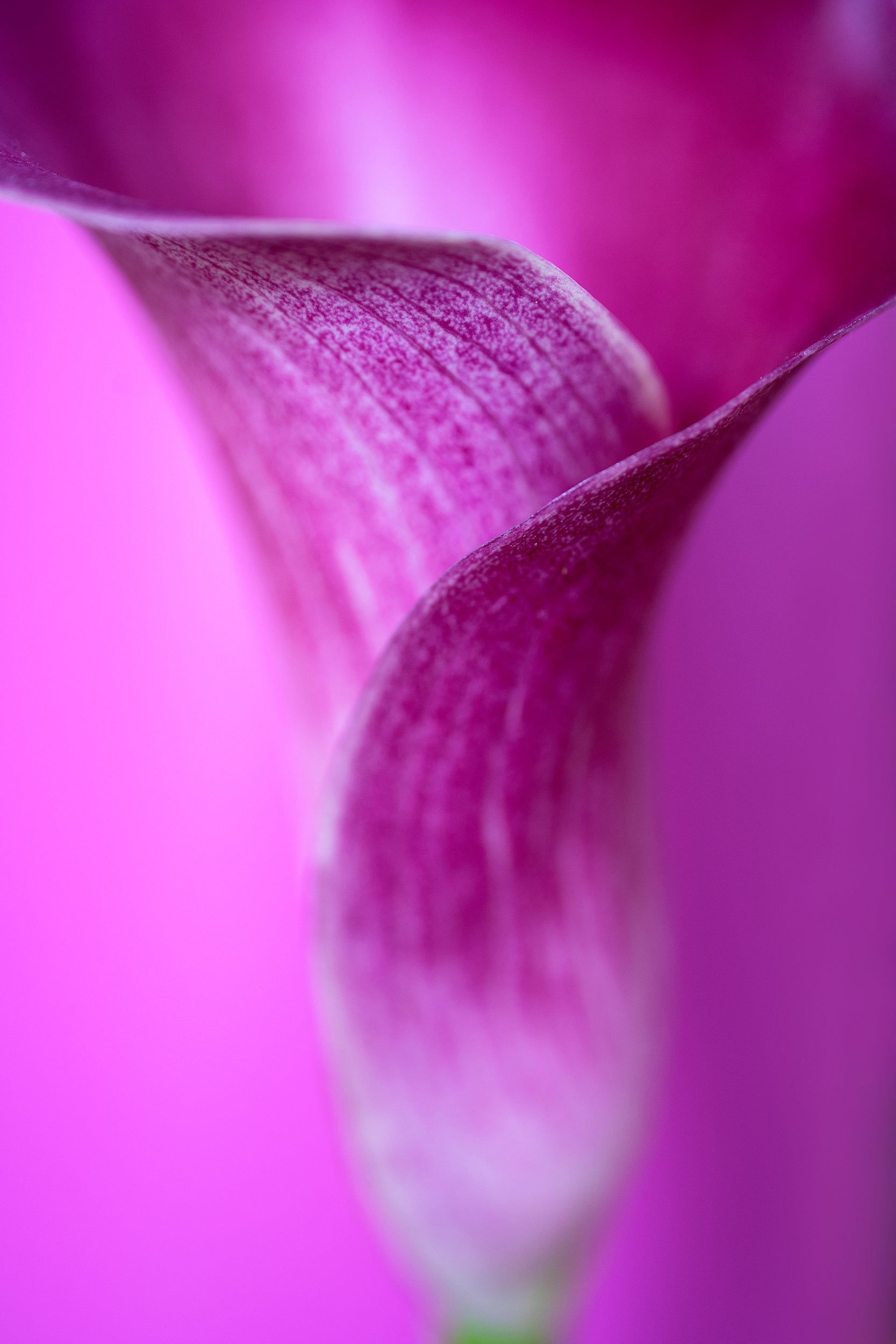 Purple Flower Wall Mural