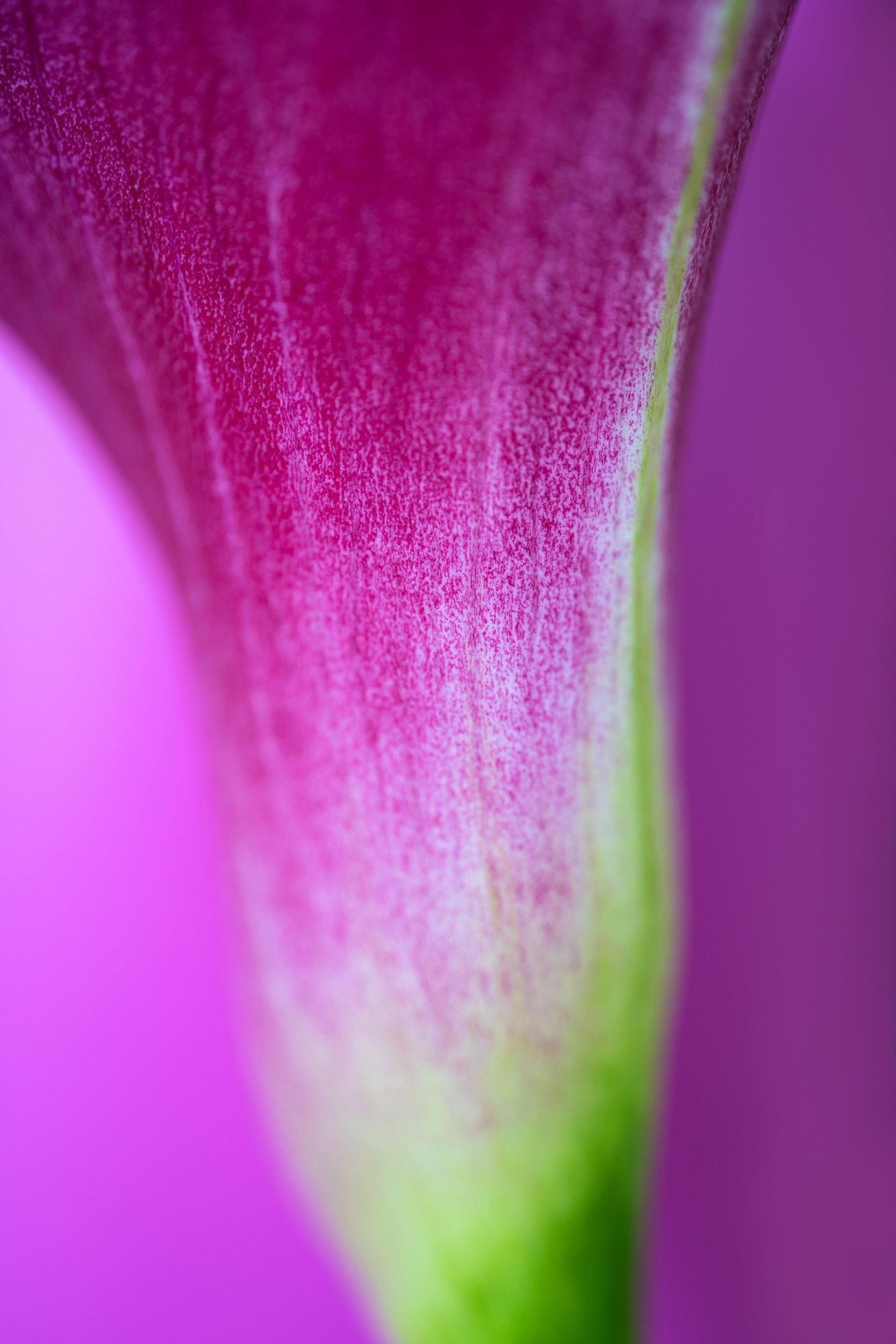 Purple Flower Close Up Wall Mural