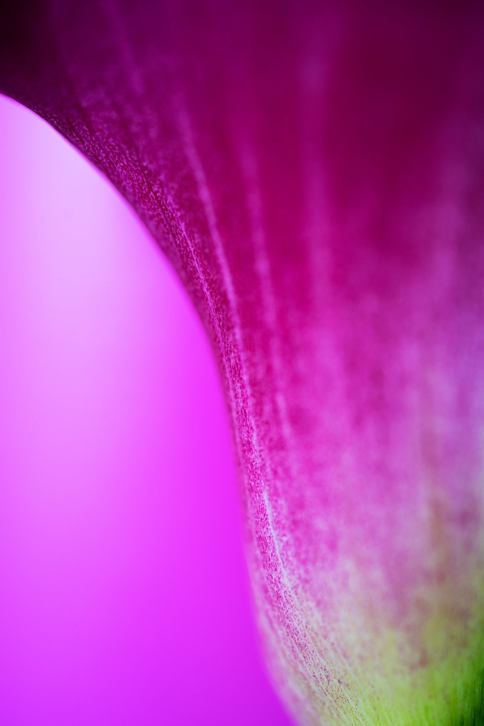 Purple Acadia Wall Mural