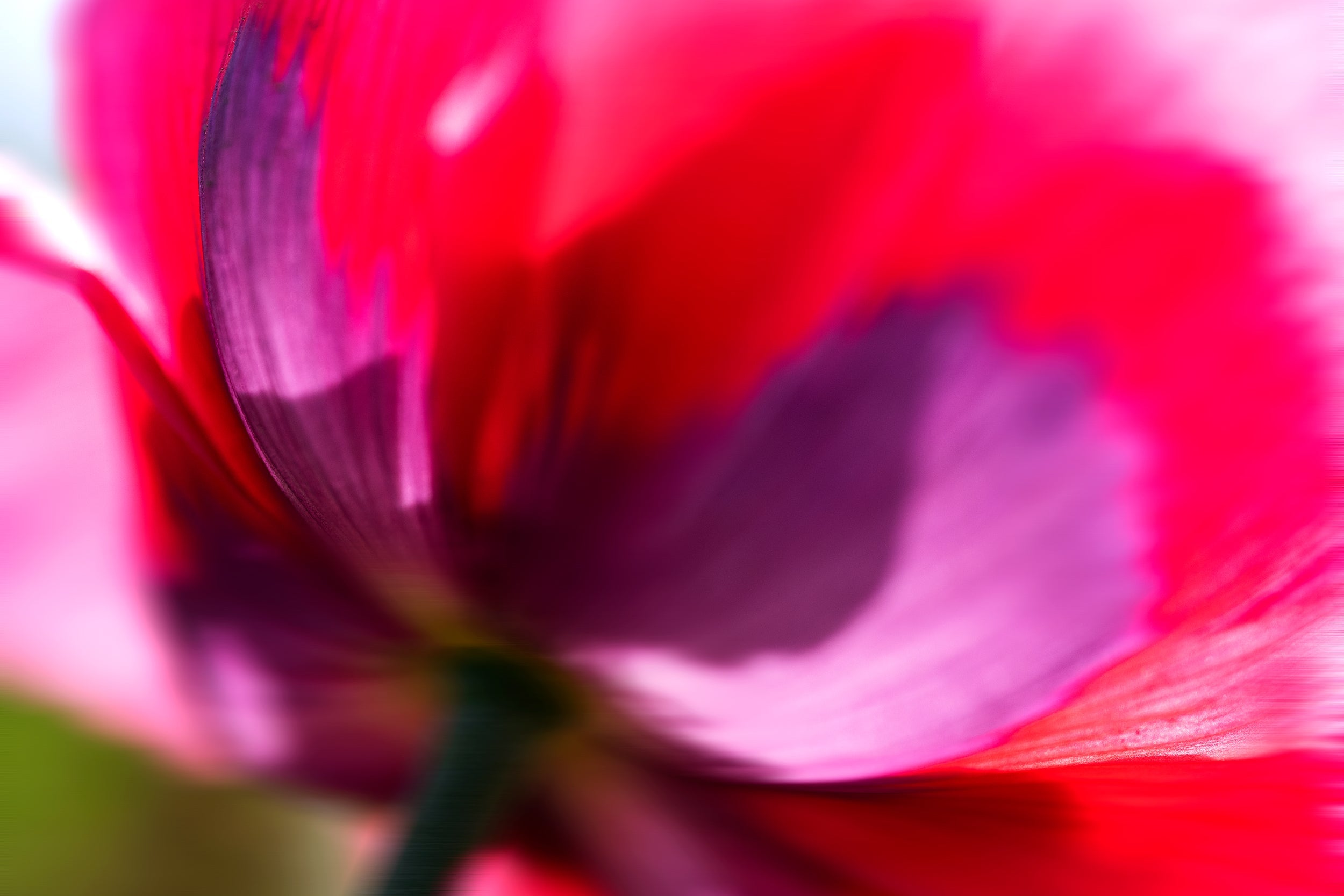 Charming Violet Wall Mural