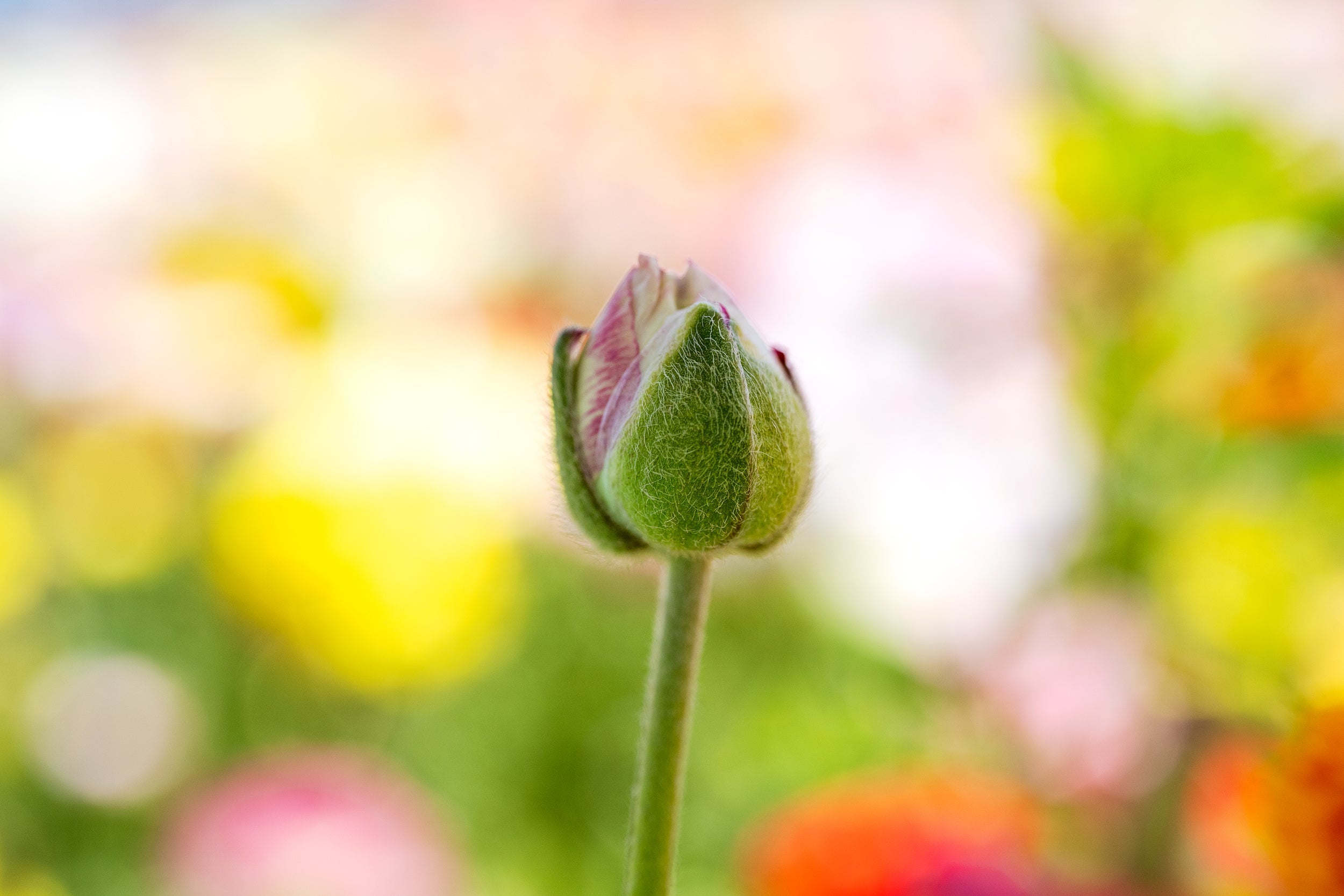 Vibrant Spring Wall Mural
