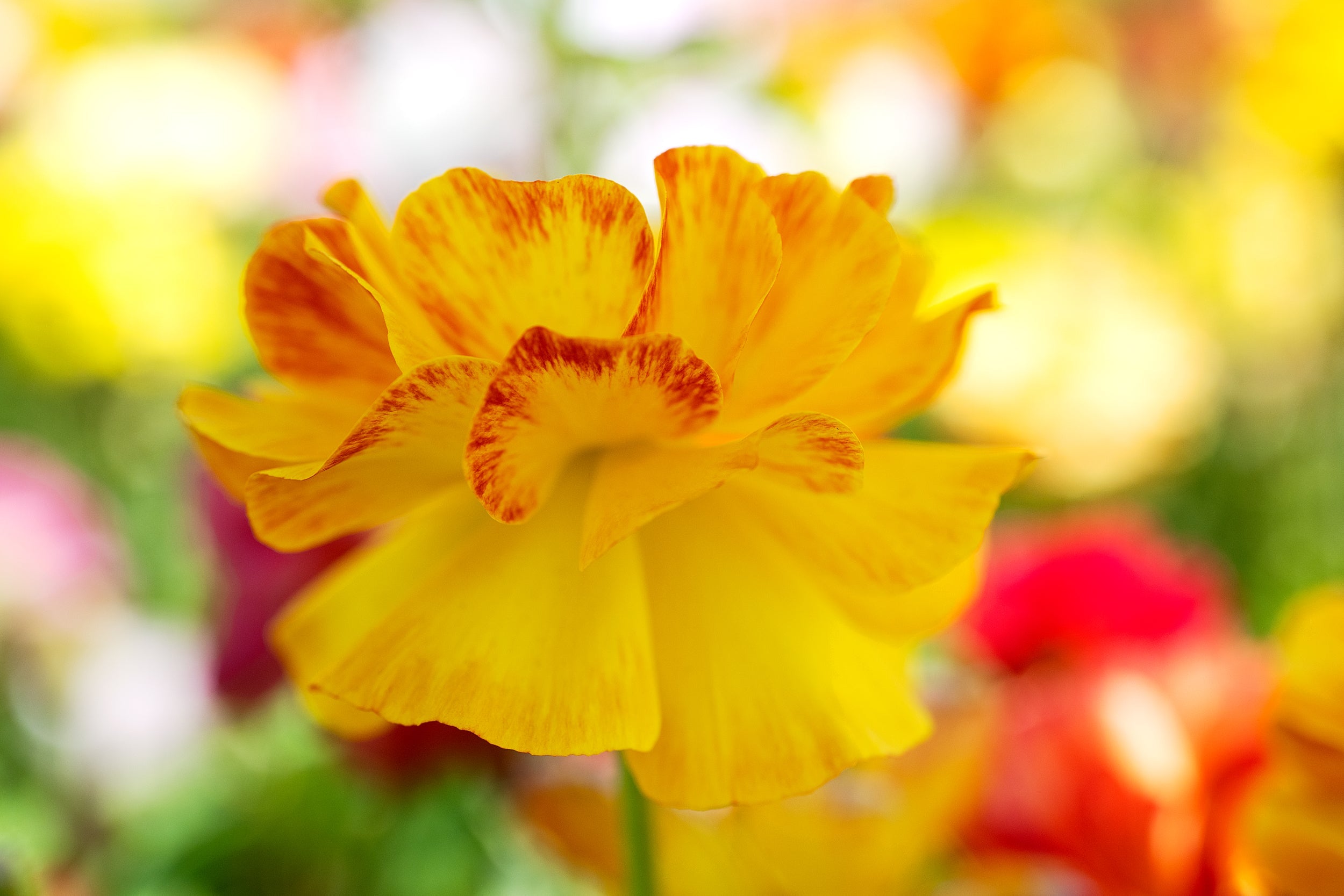 Yellow Orange Petals Wall Mural