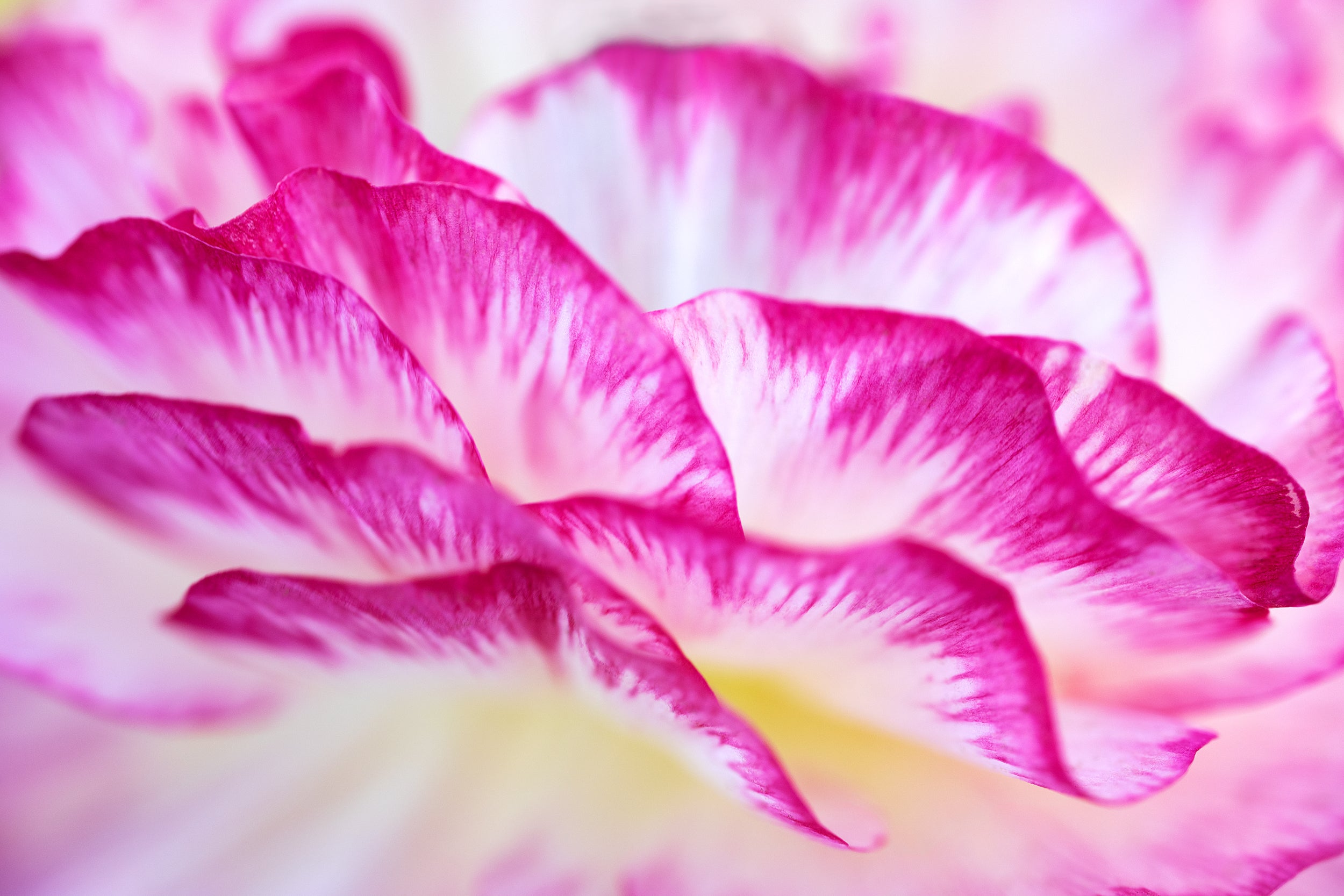 Magenta Layers Wall Mural