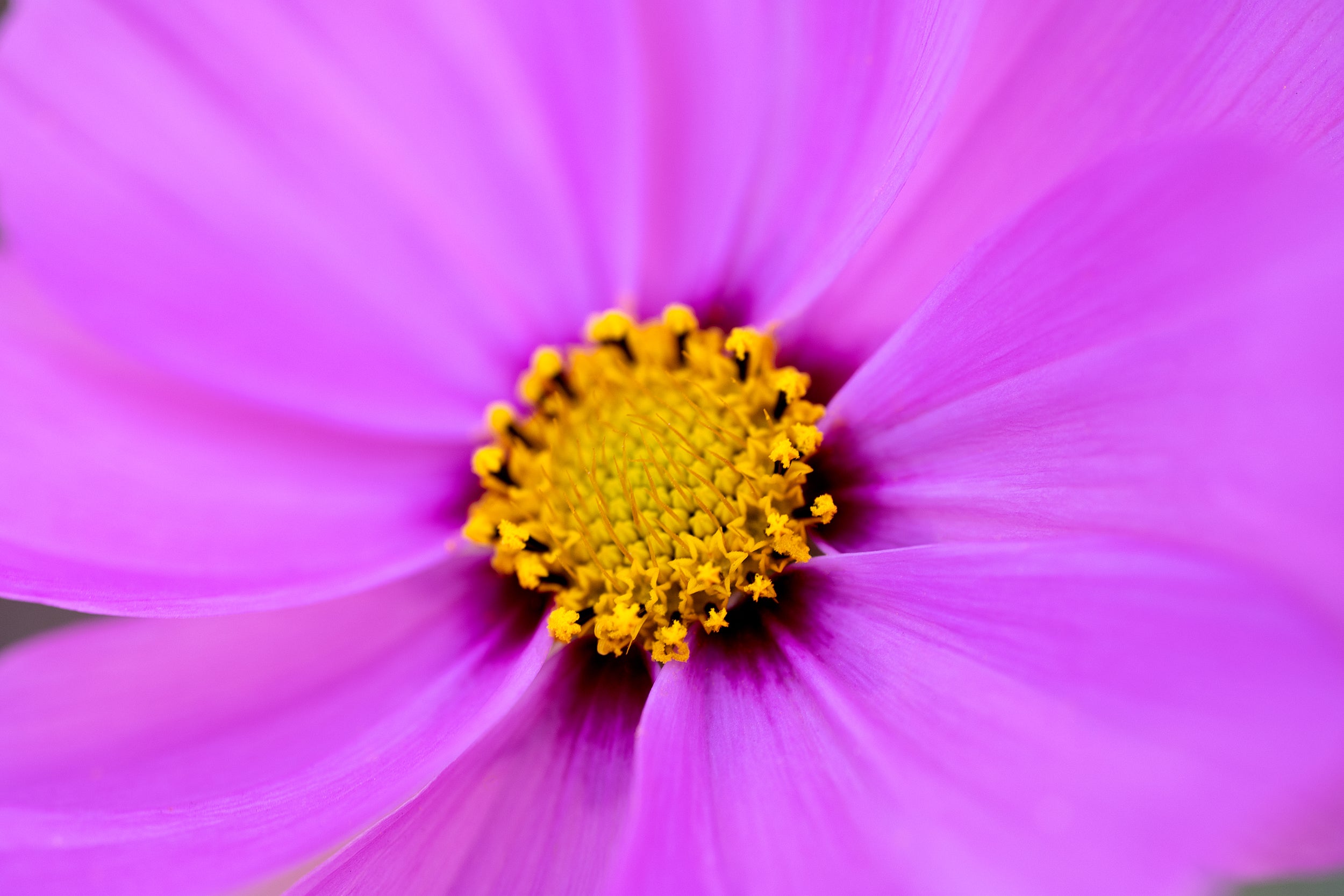 Purple Up Close Wall Mural
