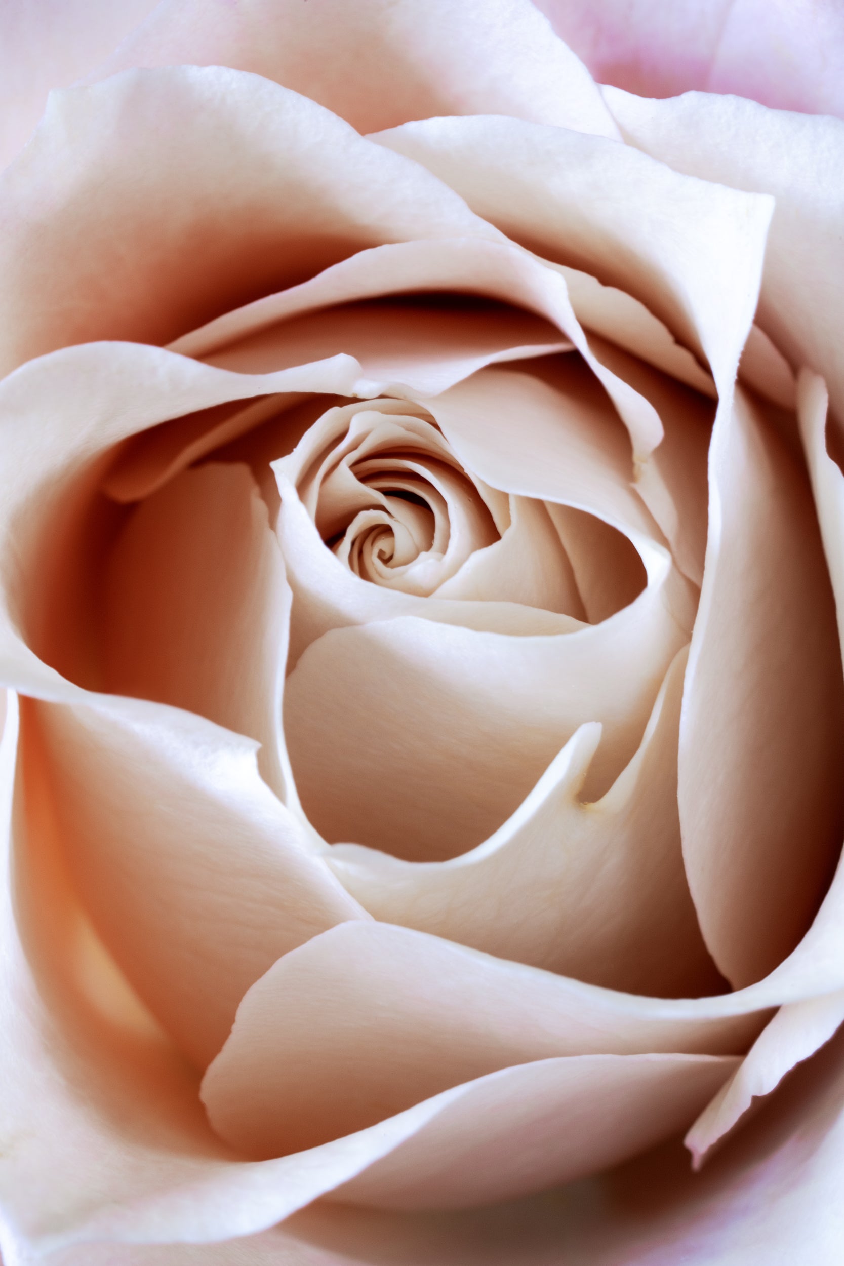 White Rose Wall Mural