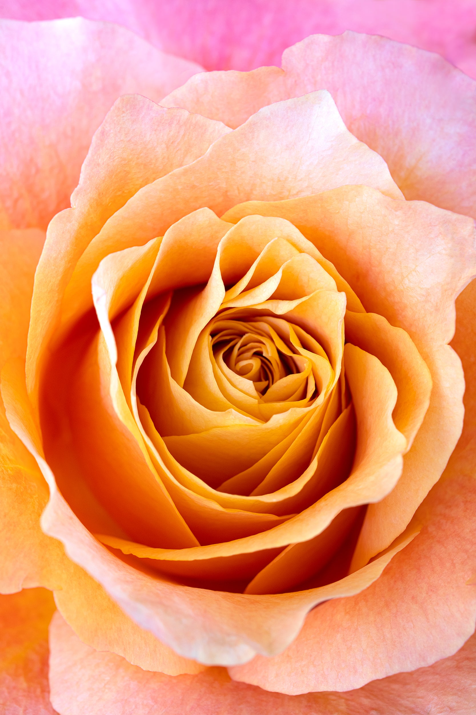 Floral Swirl Wall Mural