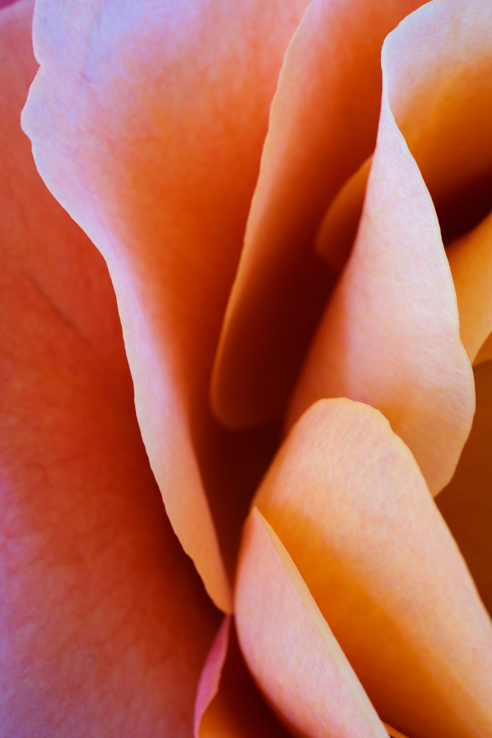 Peach Floral Wall Mural