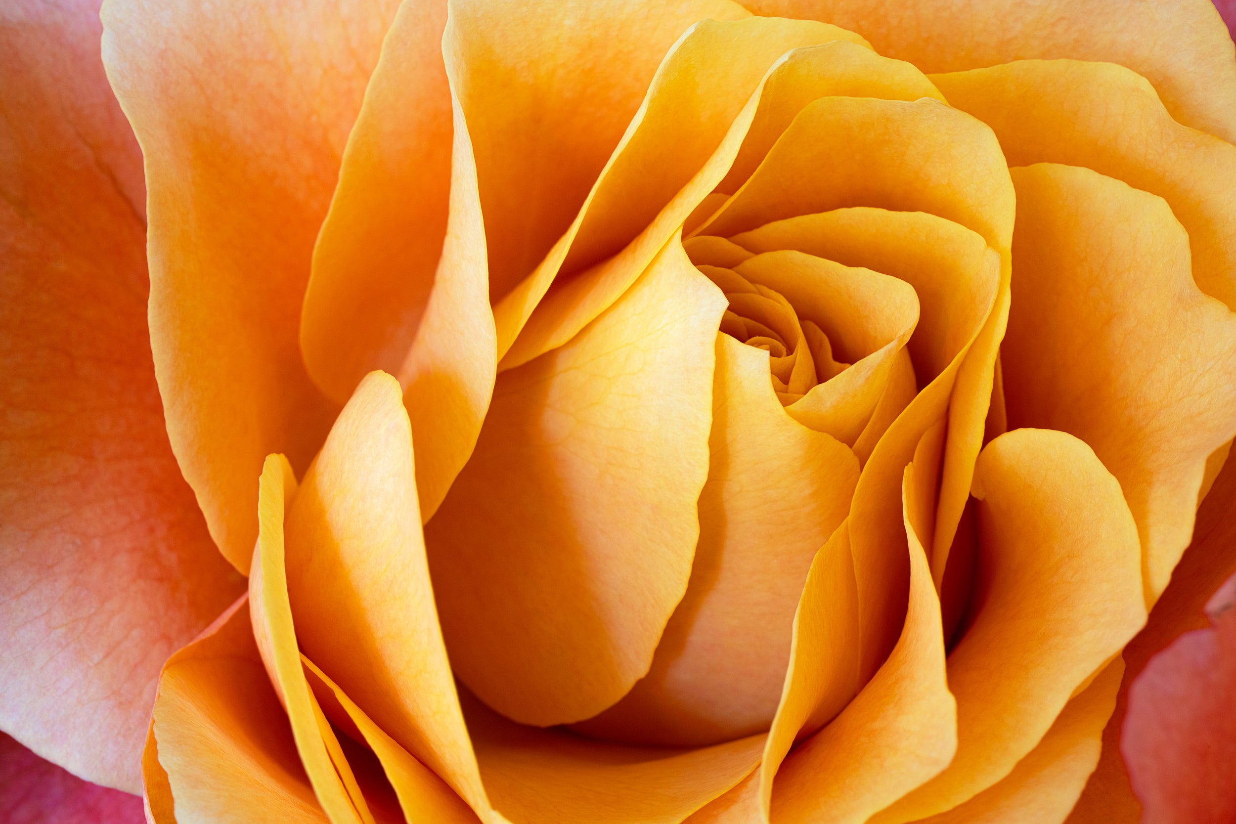 Golden Floral Wall Mural