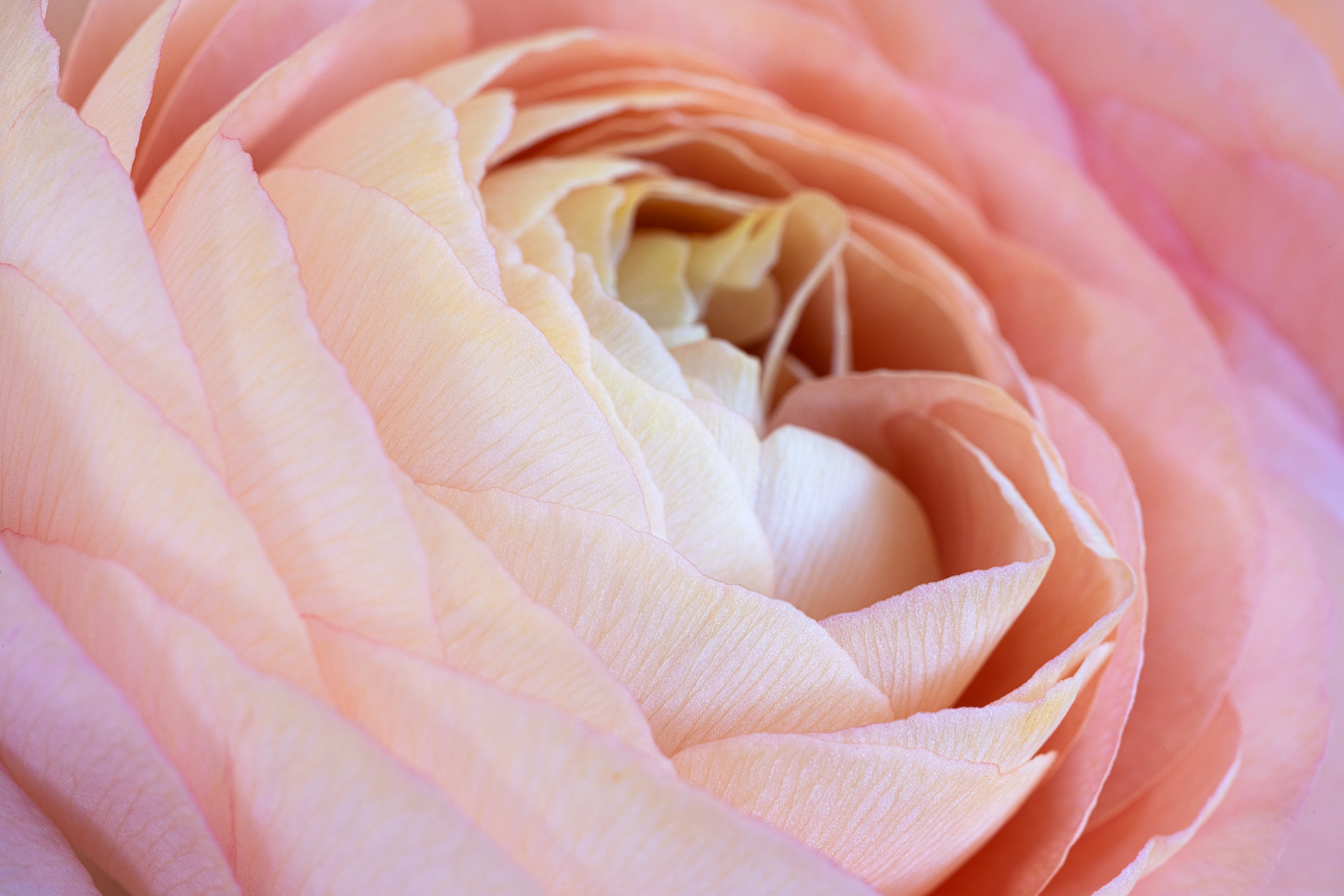 Careful Blush Wall Mural