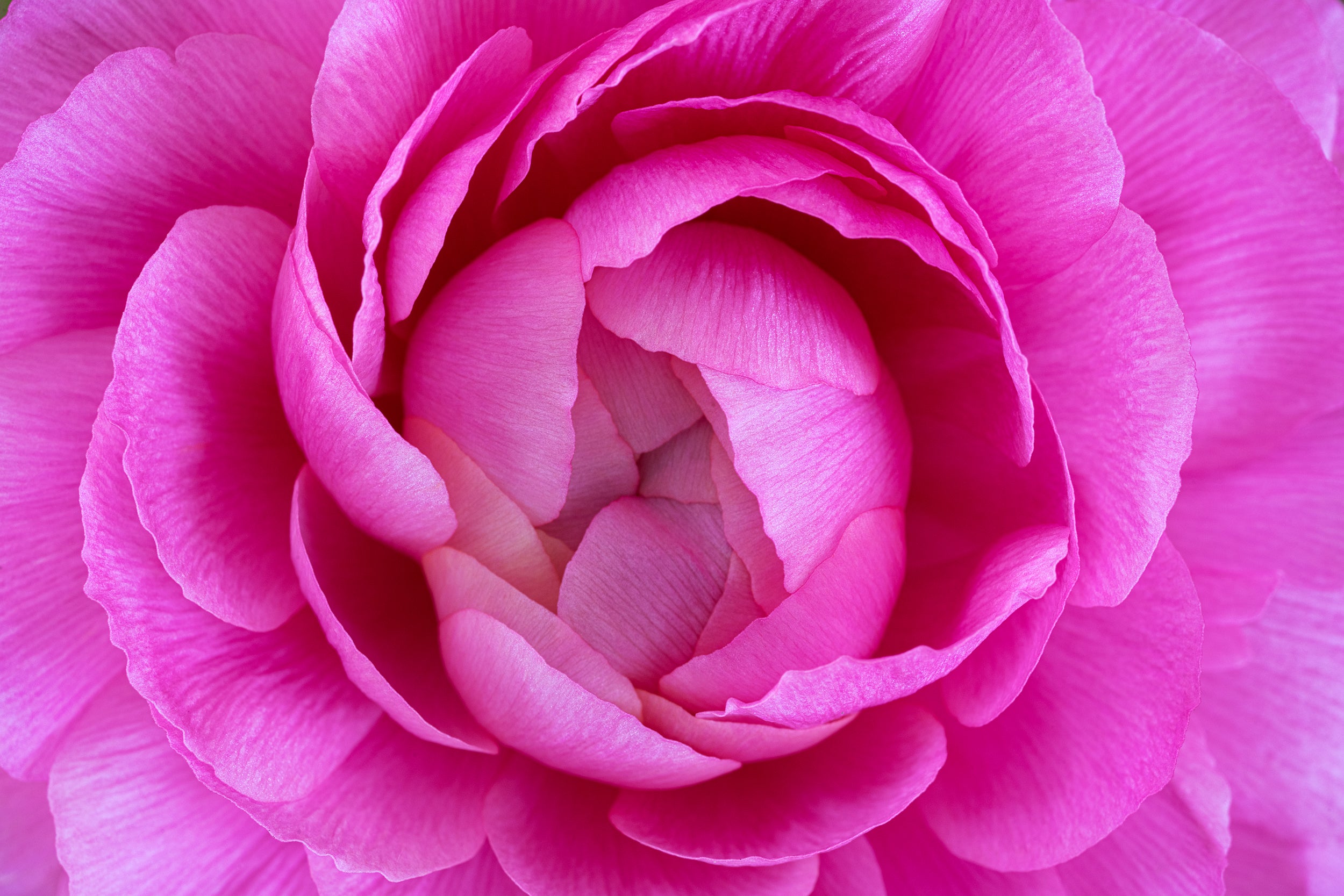 Vibrant Magenta Wall Mural