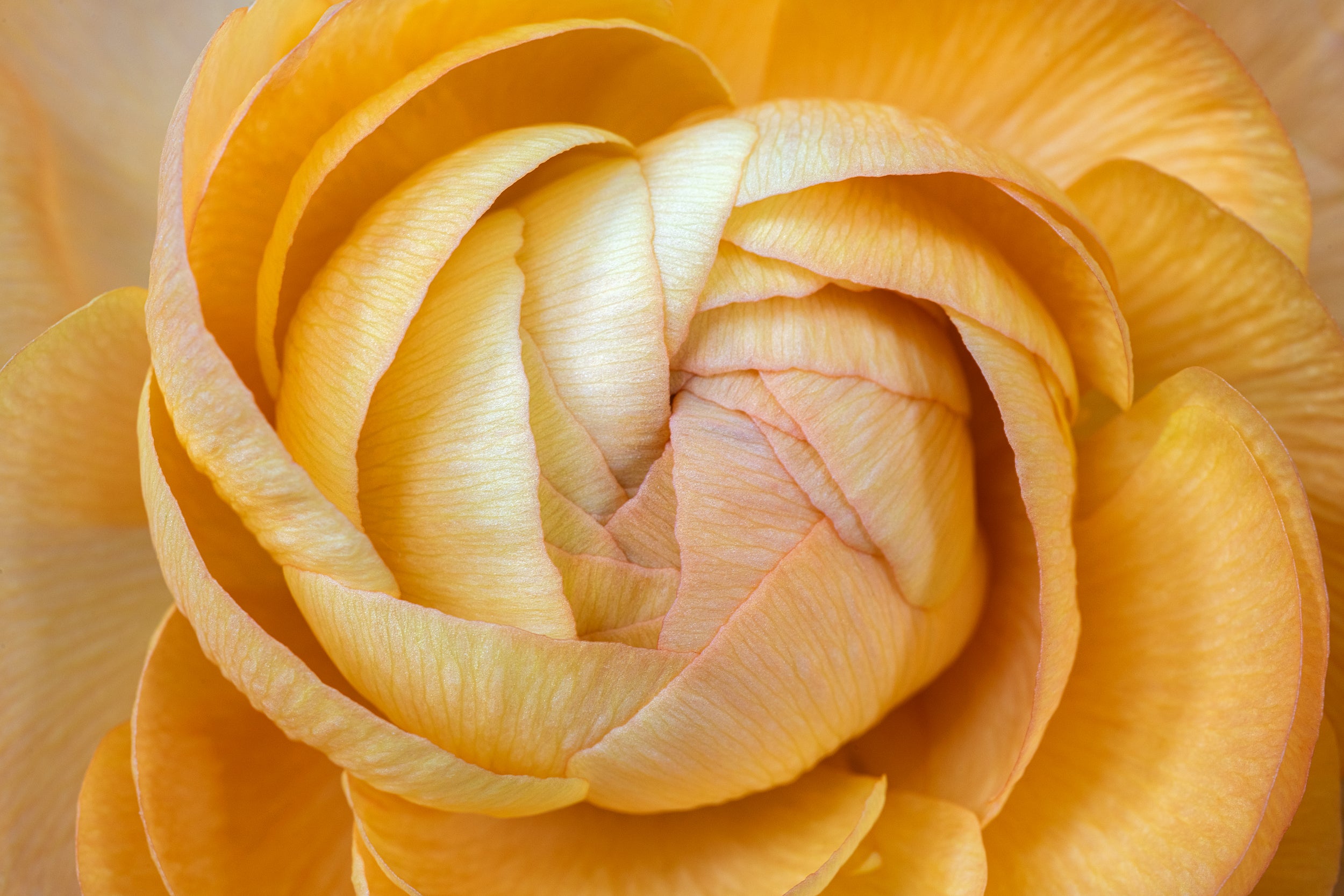 Golden Swirl Wall Mural