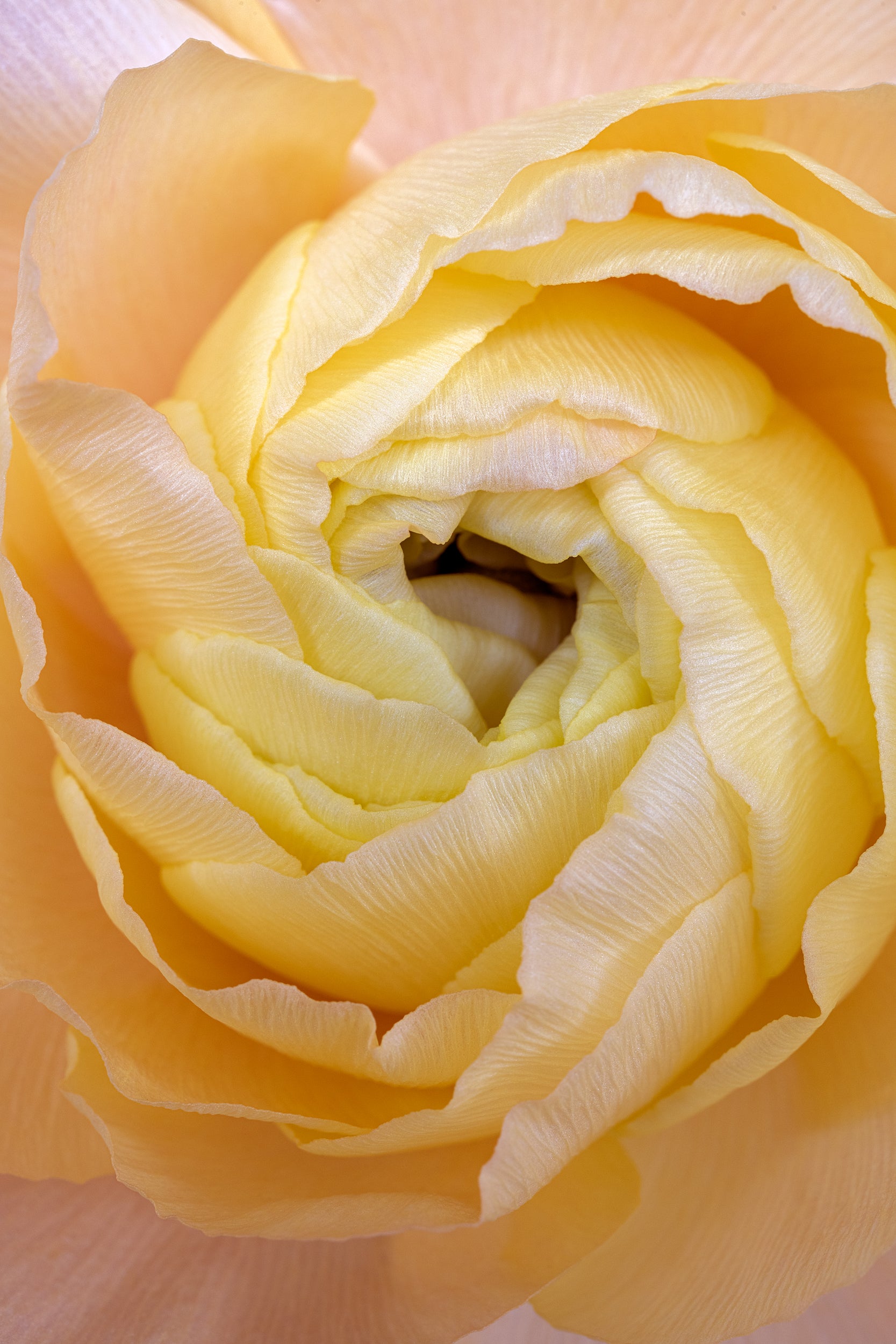 Yellow Relaxation Wall Mural