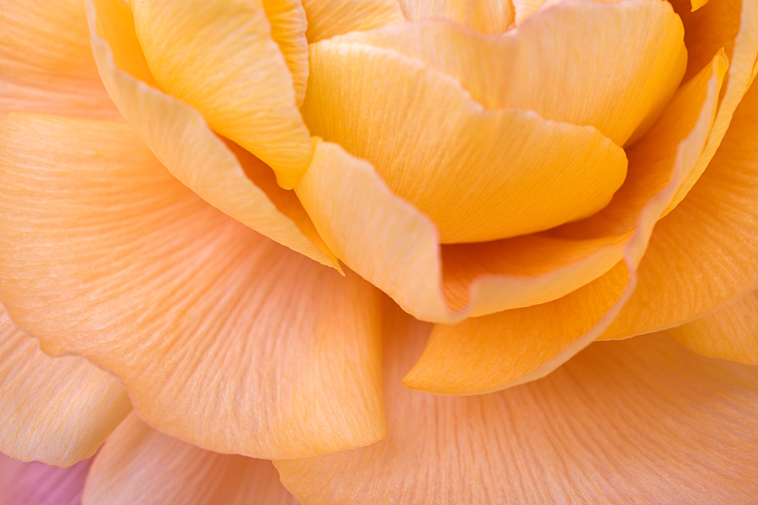 Yellow Zoom Wall Mural