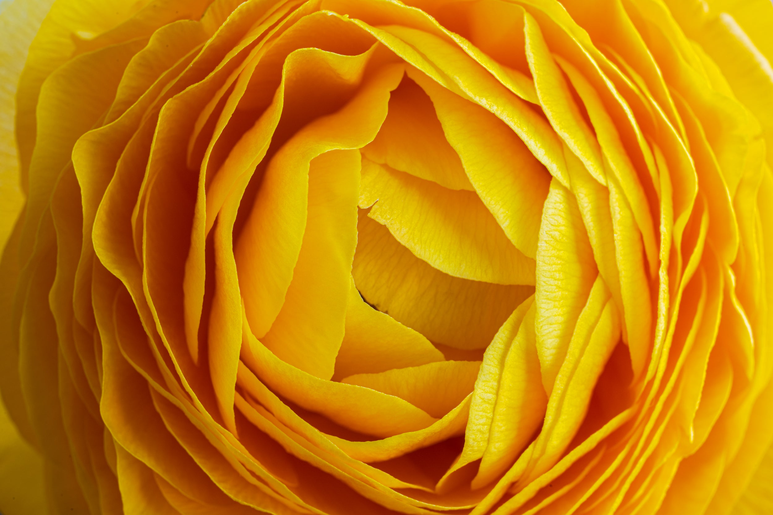 Yellow Layers Wall Mural