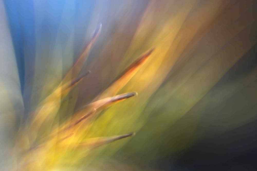 Pine Needles 2 Wall Mural