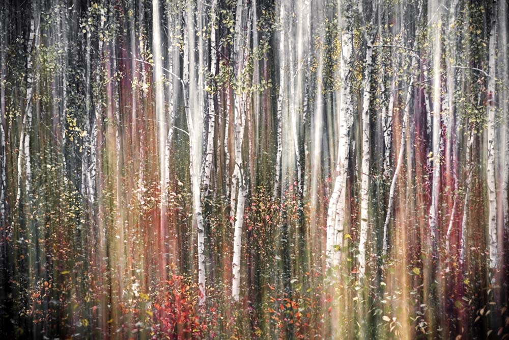 Pink Autumn Wall Mural