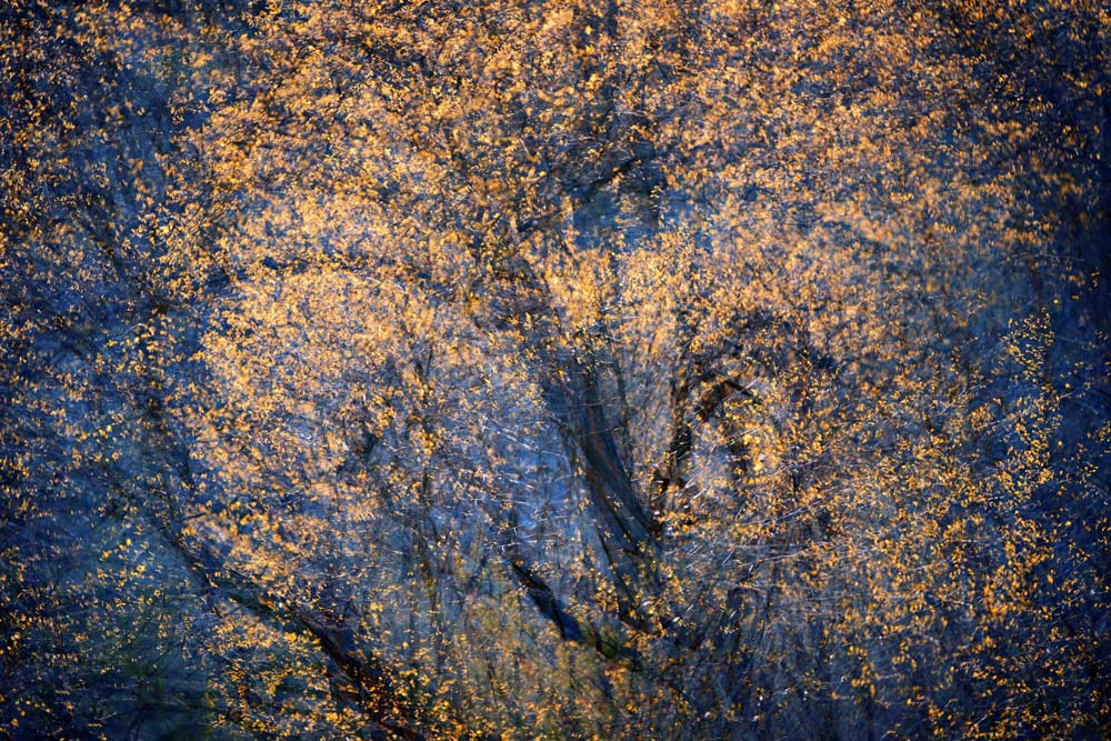 The Trees Have Eyes Wall Mural