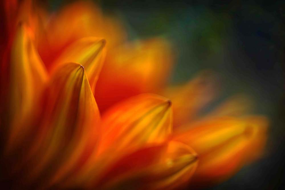 Shades of Orange Wall Mural