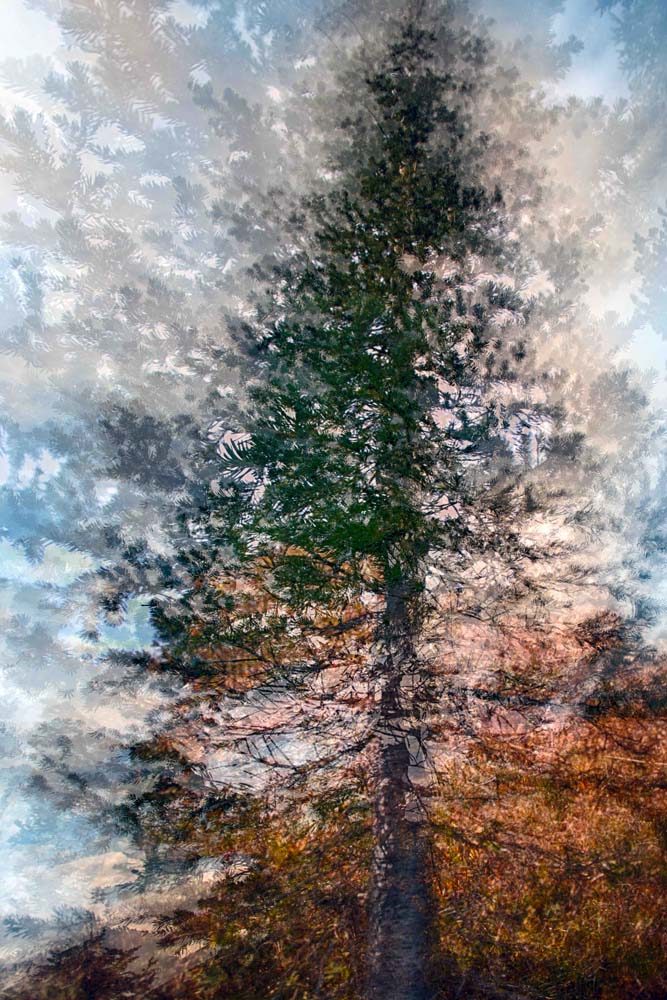 Fir Wall Mural