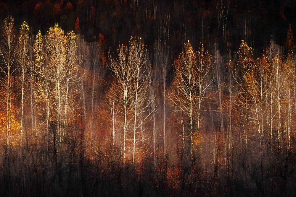 Autumn Soul Wall Mural