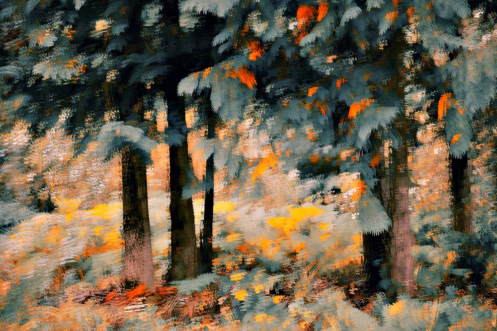 Cedars in Fall Wall Mural