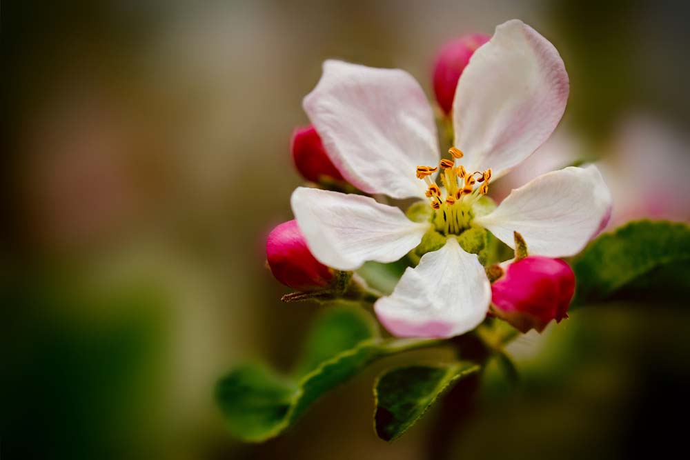 Apple Blossom Wall Mural