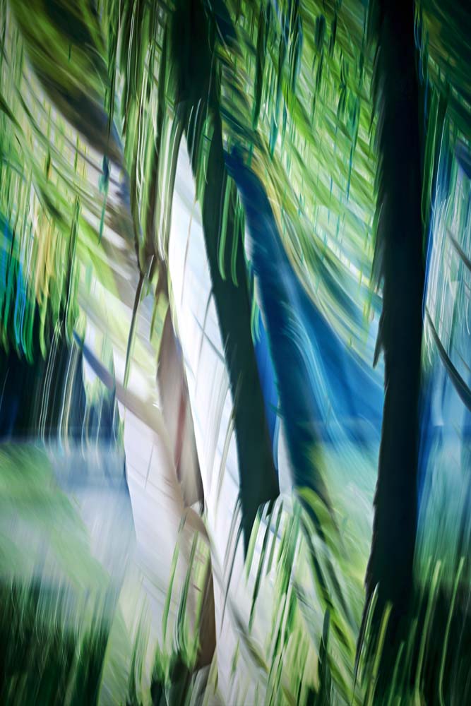 Imagine Palm Trees Wall Mural