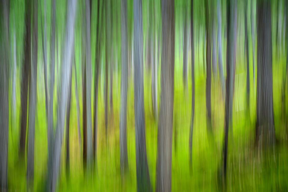 The Green Woods Wall Mural