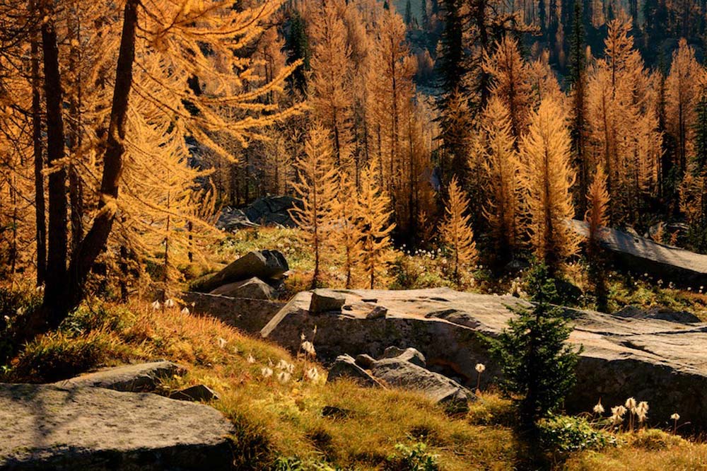 Larches Rocks and Seedheads 1 Wall Mural