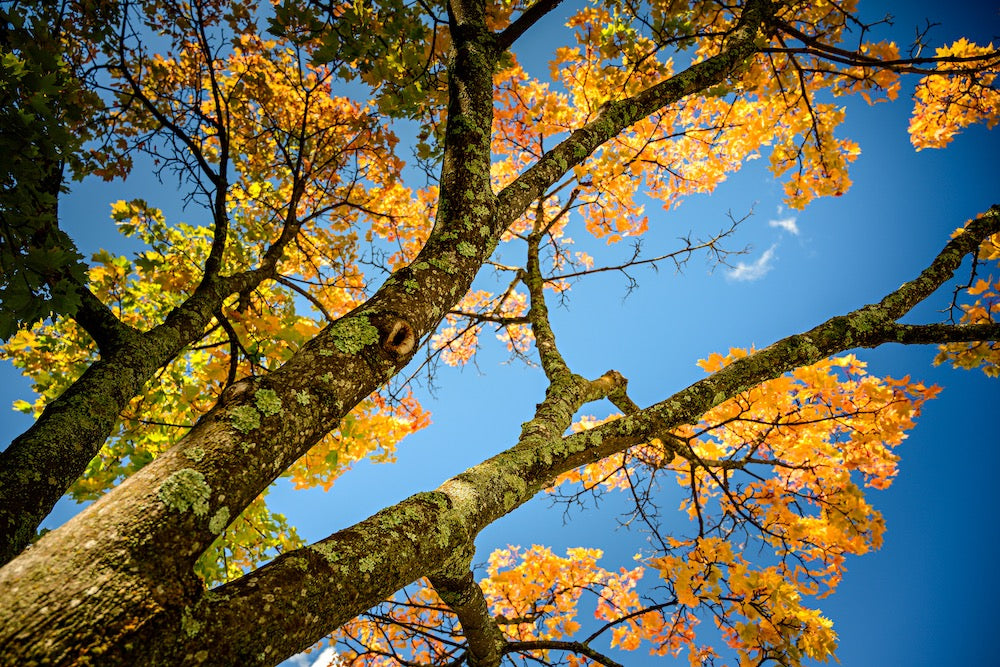 Blue Sky in Fall Wall Mural