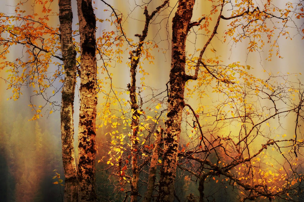 Fall Light Wall Mural