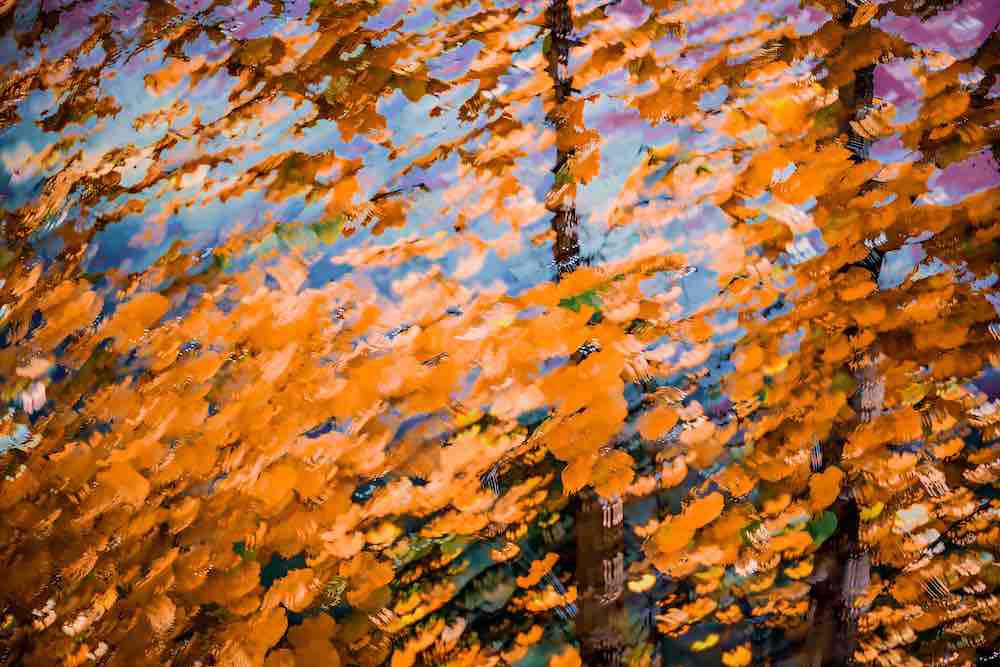 Fall Splendor 4 Wall Mural