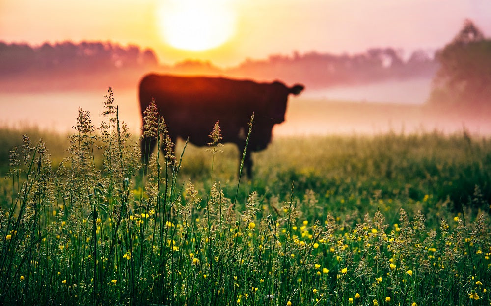 Cow Sunrise Wall Mural