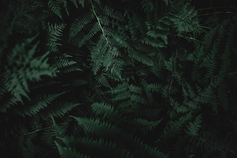 Ferns Wall Mural