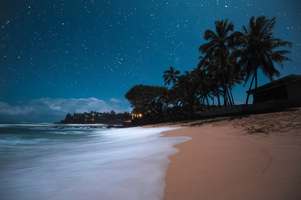 Tropical Night Wall Mural