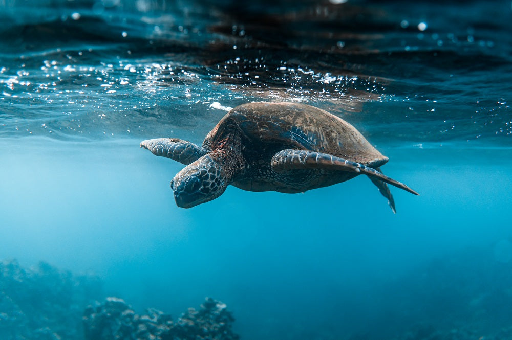 Below The Surface Wall Mural