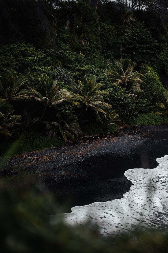 Black Sand Palms Wall Mural