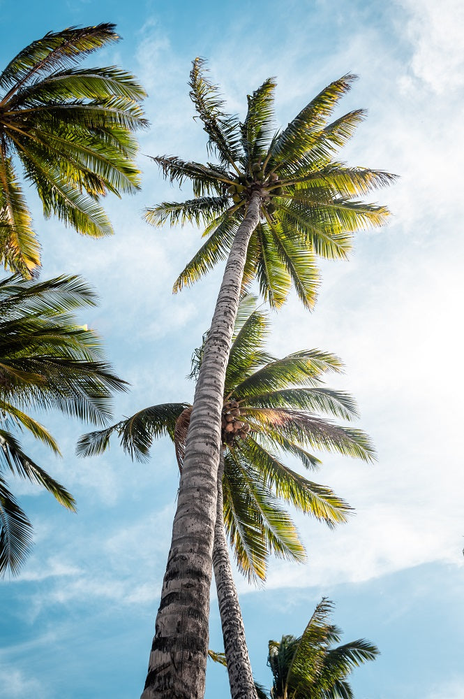 Sunny Palms Wall Mural